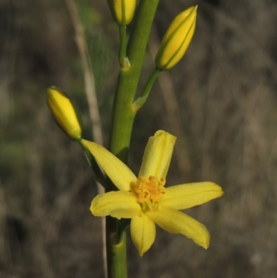 Bulbine glauca (Rock Lily) at Tennent, ACT - 9 Nov 2021 by MichaelBedingfield