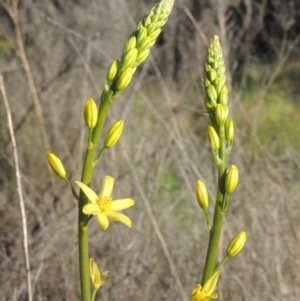 Bulbine glauca at Tennent, ACT - 9 Nov 2021 04:57 PM