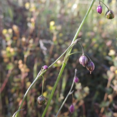 Arthropodium minus (Small Vanilla Lily) at Tennent, ACT - 9 Nov 2021 by michaelb