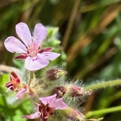 Pelargonium australe (Austral Stork's-bill) at Red Hill to Yarralumla Creek - 11 Feb 2022 by KL