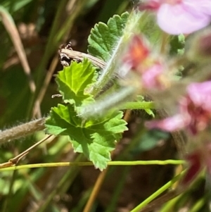 Pelargonium australe at Hughes, ACT - 12 Feb 2022 09:53 AM