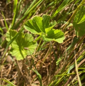 Pelargonium australe at Hughes, ACT - 12 Feb 2022 09:53 AM