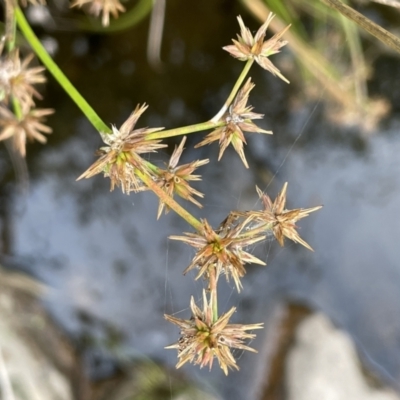 Juncus prismatocarpus (Branching Rush) at Tennent, ACT - 11 Feb 2022 by JaneR