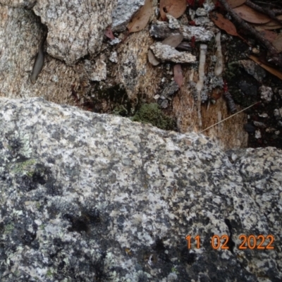 Lampropholis delicata at Namadgi National Park - 11 Feb 2022 by GirtsO