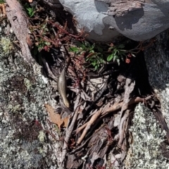 Unverified Skink at Cotter River, ACT - 11 Feb 2022 by GirtsO