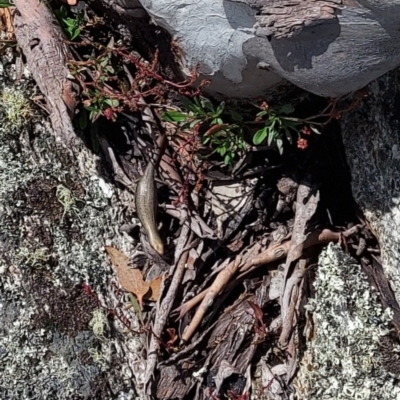 Unverified Skink at Cotter River, ACT - 11 Feb 2022 by GirtsO