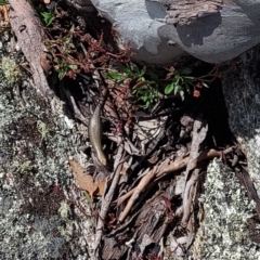 Unidentified Skink at Cotter River, ACT - 11 Feb 2022 by GirtsO
