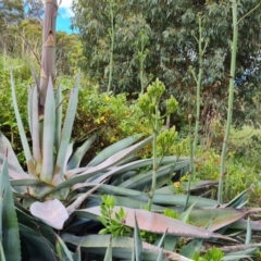 Agave americana (Century Plant) at Isaacs Ridge - 12 Feb 2022 by Mike