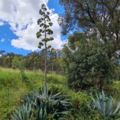 Agave americana at Isaacs, ACT - 12 Feb 2022