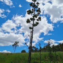 Agave americana at Isaacs, ACT - 12 Feb 2022