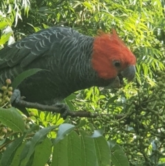 Callocephalon fimbriatum (Gang-gang Cockatoo) at Cook, ACT - 9 Feb 2022 by namaqua