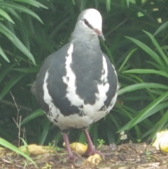 Leucosarcia melanoleuca (Wonga Pigeon) at South Lismore, NSW - 4 Feb 2022 by Susannah40