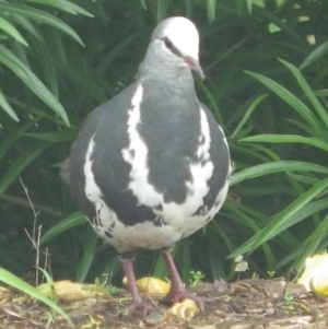 Leucosarcia melanoleuca at South Lismore, NSW - 4 Feb 2022 07:03 AM