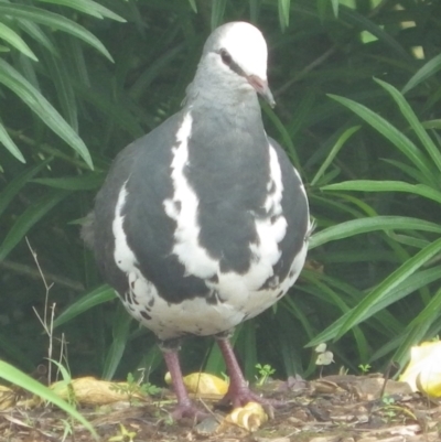 Leucosarcia melanoleuca (Wonga Pigeon) at South Lismore, NSW - 4 Feb 2022 by Susannah40