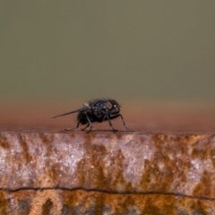 Calyptrate (subsection) (Unidentified house-flies, blow-flies and their allies) at Tennent, ACT - 12 Feb 2022 by WarrenRowland