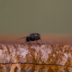 Unidentified True fly (Diptera) (TBC) at Tennent, ACT - 11 Feb 2022 by WarrenRowland
