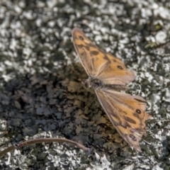 Heteronympha merope (Common Brown Butterfly) at Namadgi National Park - 11 Feb 2022 by WarrenRowland