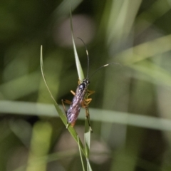 Gotra sp. (genus) (Unidentified Gotra ichneumon wasp) at Namadgi National Park - 11 Feb 2022 by WarrenRowland