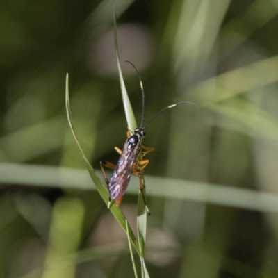 Gotra sp. (genus) (Unidentified Gotra ichneumon wasp) at Tennent, ACT - 11 Feb 2022 by WarrenRowland
