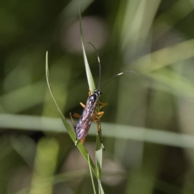 Gotra sp. (genus) (Unidentified Gotra ichneumon wasp) at Tennent, ACT - 12 Feb 2022 by WarrenRowland