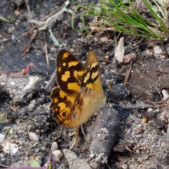 Heteronympha banksii (Banks' Brown) at Paddys River, ACT - 10 Feb 2022 by DPRees125