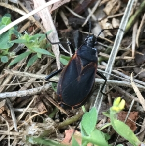 Dindymus circumcinctus at Garran, ACT - 8 Feb 2022 04:05 PM