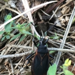 Dindymus circumcinctus at Garran, ACT - 8 Feb 2022 04:05 PM