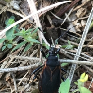 Dindymus circumcinctus at Garran, ACT - 8 Feb 2022 04:05 PM