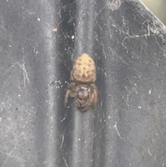 Unverified Spider at Phillip, ACT - 9 Feb 2022 by Tapirlord
