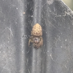 Unidentified Jumping & peacock spider (Salticidae) (TBC) at Phillip, ACT - 9 Feb 2022 by Tapirlord