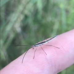 Mutusca brevicornis (A broad-headed bug) at Red Hill to Yarralumla Creek - 10 Feb 2022 by Tapirlord