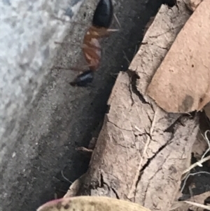 Camponotus consobrinus at Garran, ACT - 11 Feb 2022