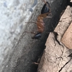 Camponotus consobrinus at Garran, ACT - 11 Feb 2022