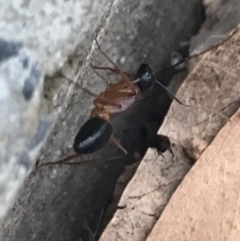 Camponotus consobrinus at Garran, ACT - 11 Feb 2022 06:46 PM