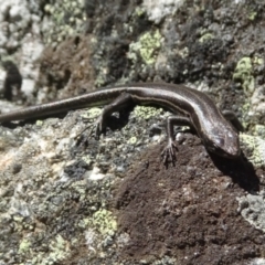 Pseudemoia spenceri (Spencer's Skink) at Cotter River, ACT - 11 Feb 2022 by GirtsO