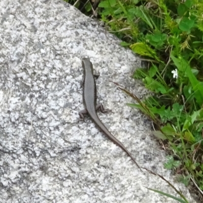 Eulamprus tympanum (Southern Water Skink) at Cotter River, ACT - 11 Feb 2022 by GirtsO