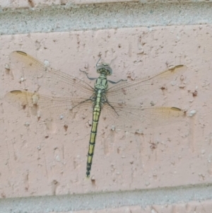 Orthetrum caledonicum at Holder, ACT - 7 Feb 2022 03:08 PM