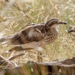 Burhinus grallarius (Bush Stone-curlew) at Forde, ACT - 11 Feb 2022 by patrickcox