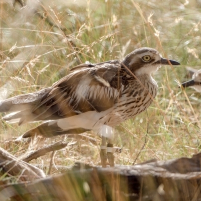 Burhinus grallarius (Bush Stone-curlew) at Mulligans Flat - 11 Feb 2022 by patrickcox