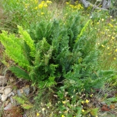 Polystichum proliferum (Mother Shield Fern) at Cotter River, ACT - 11 Feb 2022 by GirtsO