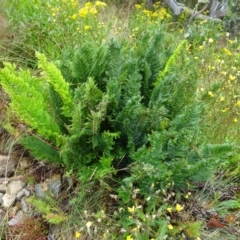 Polystichum proliferum (Mother Shield Fern) at Cotter River, ACT - 10 Feb 2022 by GirtsO