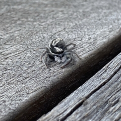 Ocrisiona leucocomis (White-flecked Crevice-dweller) at Wandiyali-Environa Conservation Area - 12 Feb 2022 by Wandiyali