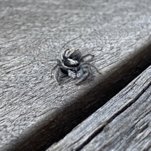 Ocrisiona leucocomis at Googong, NSW - 12 Feb 2022