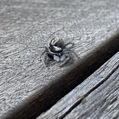 Ocrisiona leucocomis (White-flecked Crevice-dweller) at Googong, NSW - 12 Feb 2022 by Wandiyali