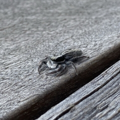 Ocrisiona leucocomis at Googong, NSW - 12 Feb 2022