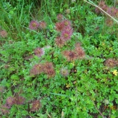 Acaena novae-zelandiae (Bidgee Widgee) at Namadgi National Park - 10 Feb 2022 by GirtsO