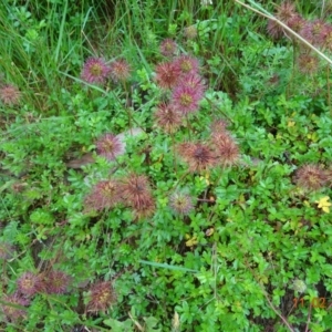 Acaena novae-zelandiae at Cotter River, ACT - 11 Feb 2022 10:17 AM