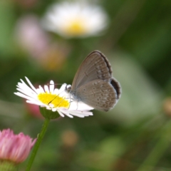 Zizina otis (Common Grass-Blue) at Kambah, ACT - 11 Feb 2022 by MatthewFrawley