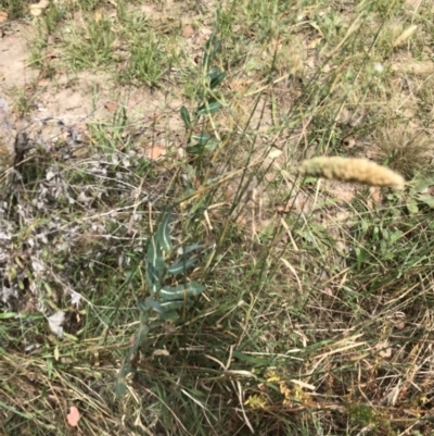 Lactuca serriola (Prickly Lettuce) at Farrer, ACT - 12 Feb 2022 by Tapirlord