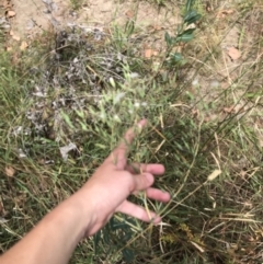 Lactuca serriola at Farrer, ACT - 12 Feb 2022